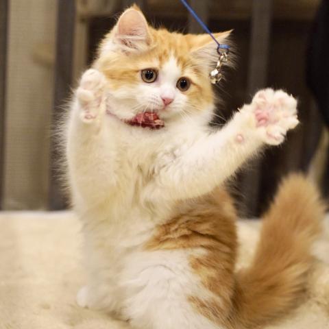 サイベリアンの写真3