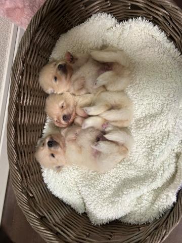ポメラニアンの写真5