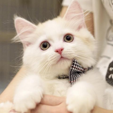 サイベリアンの写真（東京都）