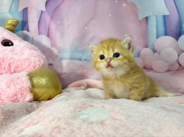 スコティッシュフォールドの写真4
