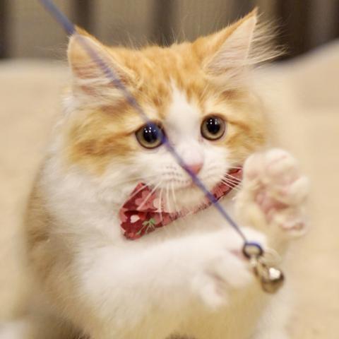 サイベリアンの写真4