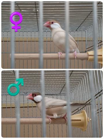 文鳥