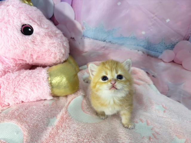 スコティッシュフォールドの写真2