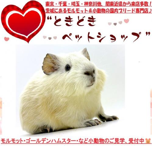 イングリッシュモルモット