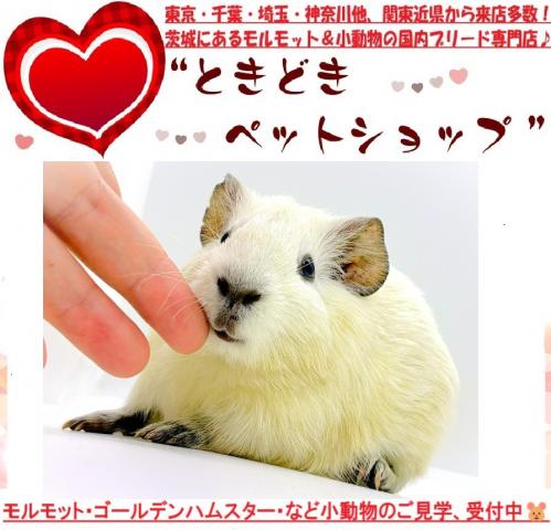 モルモット イングリッシュモルモットの写真2