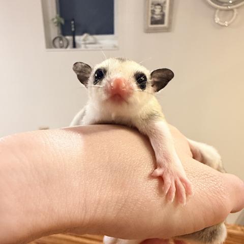 フクロモモンガ モザイク