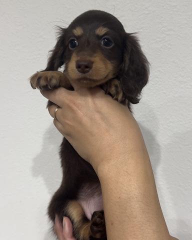 ミニチュアダックスフンド