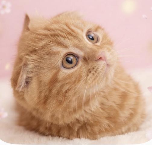 スコティッシュフォールドの写真2