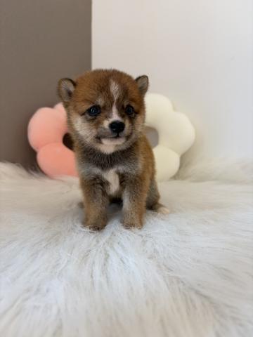 豆柴🍼ぎゅっと詰まったおちびさん✨の写真6