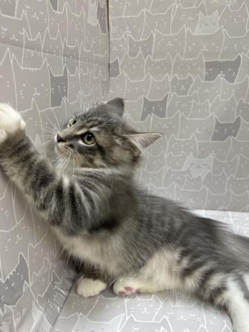 ノルウェージャンフォレストキャットの写真5