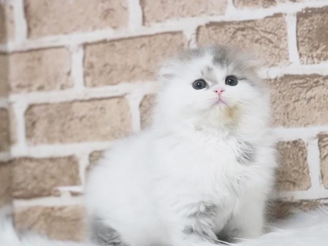 スコティッシュフォールド