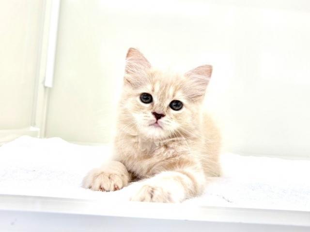 サイベリアン099の写真4