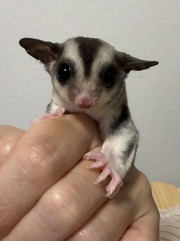 フクロモモンガ モザイク♀の写真3