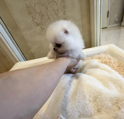 ポメラニアンの写真3