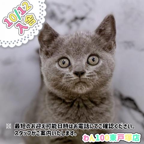 ブリティッシュショートヘア