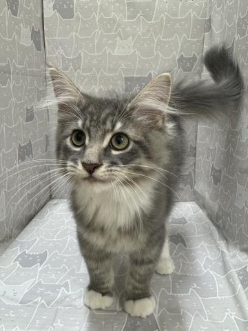 ノルウェージャンフォレストキャットの写真3