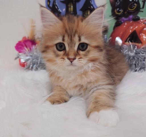 サイベリアン🍫トリュフちゃん♡くりくりおめめのヘーゼルアイ