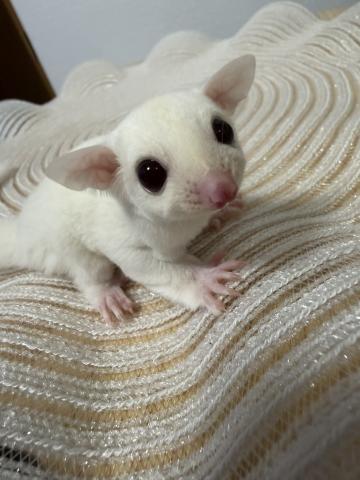 ルビーレイ♀