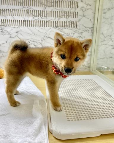 柴犬の写真4