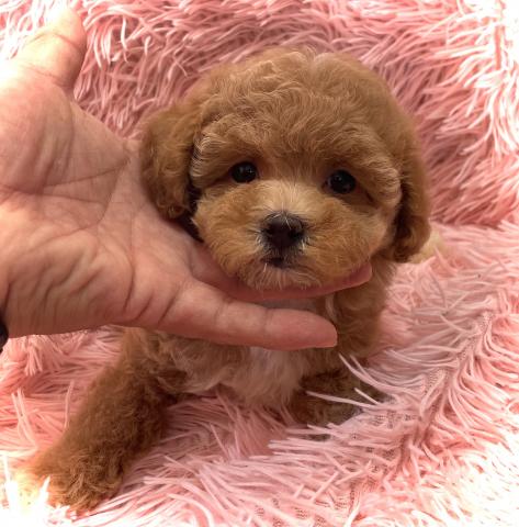 MIX【火曜日のサプライズDOG】気品溢れるマルプーmix犬🌴おトイレを覚えた賢い子🌴お問い合わせ11件入ってます✨