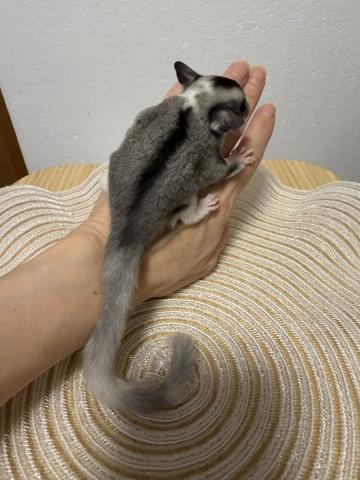 フクロモモンガ モザイク♀の写真2