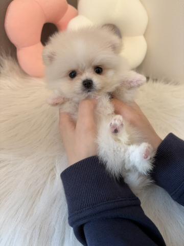 ポメラニアン毛量抜群のたぬき顔さん💖の写真6