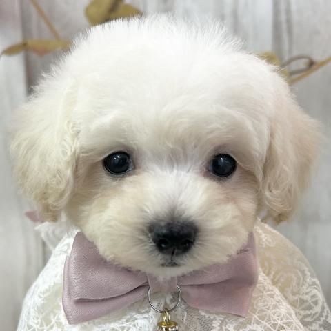 トイプードル