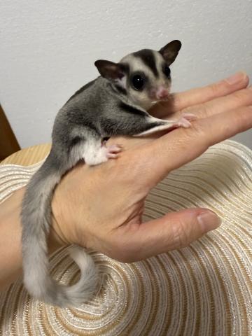 モザイク♀