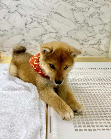 柴犬の写真2