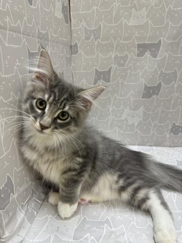ノルウェージャンフォレストキャットの写真6