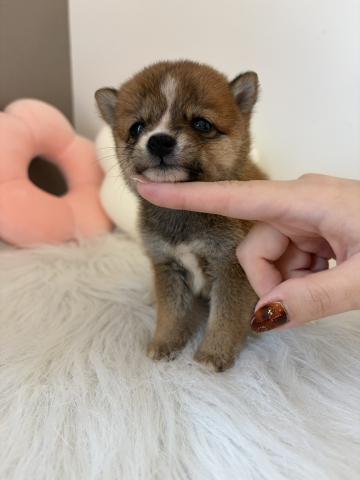 豆柴🍼ぎゅっと詰まったおちびさん✨の写真5