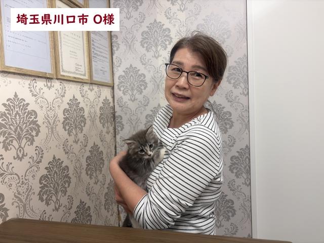 サイベリアン💕猫アレルギー有る方にお勧め猫種💕
