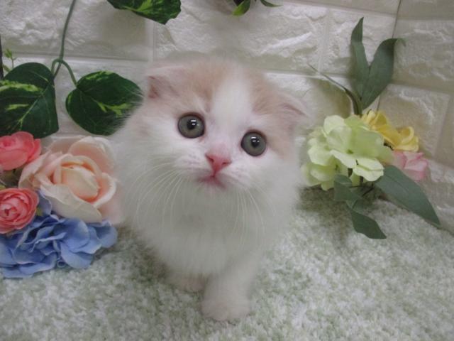 スコティッシュフォールドの写真6