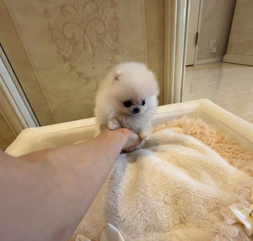 ポメラニアンの写真5