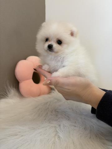 ポメラニアン毛量抜群のたぬき顔さん💖の写真5