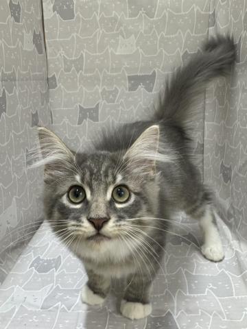 ノルウェージャンフォレストキャットの写真4