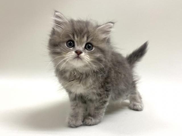 サイベリアン💕猫アレルギー有る方にお勧め猫種💕の写真2