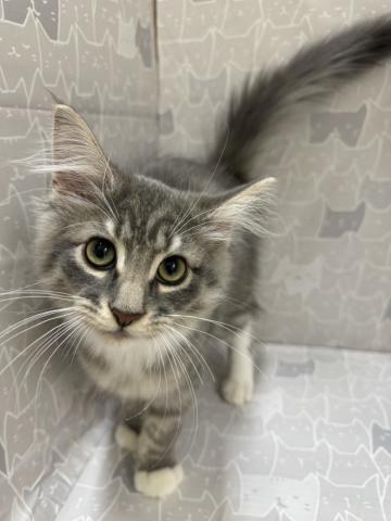 ノルウェージャンフォレストキャットの写真2