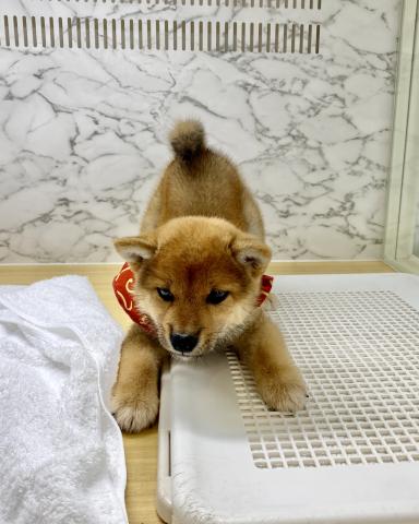 柴犬の写真3