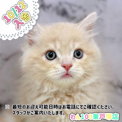 サイベリアン【動画あり】のんびりマイペースなサイベリアン♂