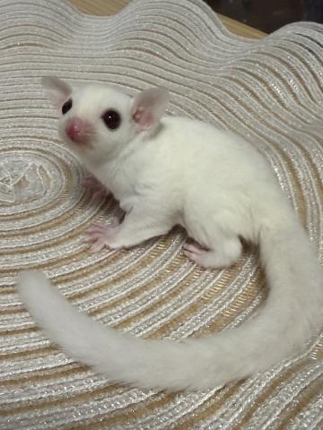 フクロモモンガ ルビーレイ♀の写真2