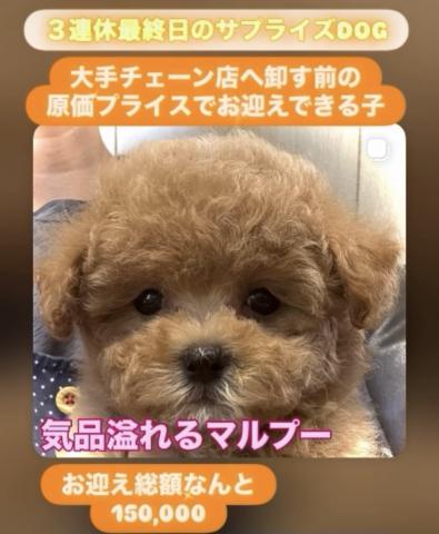 MIX【３連休最終日のサプライズDOG】気品溢れるマルプーmix犬🌴おトイレを覚えた賢い子🌴お問い合わせ1件入ってます✨