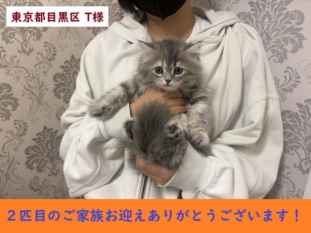 サイベリアン💕猫アレルギー有る方にお勧め猫種💕