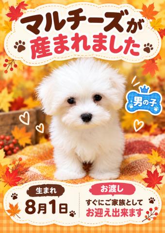 マルチーズの写真2