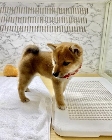 柴犬の写真5