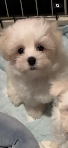 マルチーズの写真3