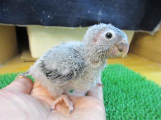 ホオミドリウロコインコの写真2