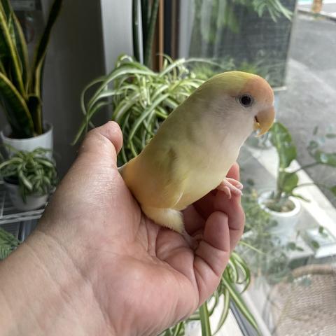 ◆決算セール対象 コザクラインコ アルビノ 挿し餌で育てました