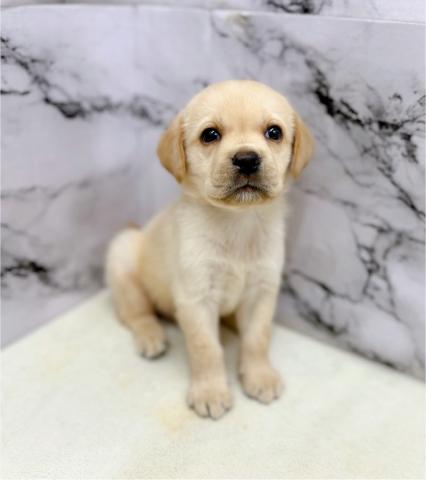 ラブラドールレトリーバー【動画あり】久しぶりの大型犬♡ベビーフェイスでめちゃ可愛です♡の写真3