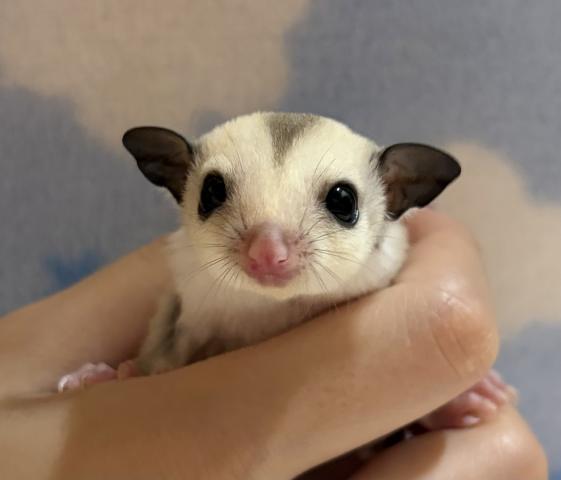フクロモモンガ プラチナの写真2